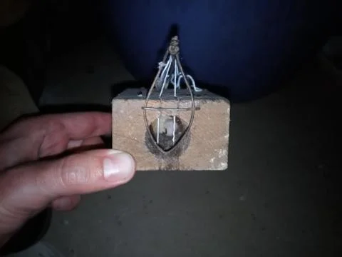 Mouse mouse. Mousetrap based on gnawing of the thread. Stock Photos