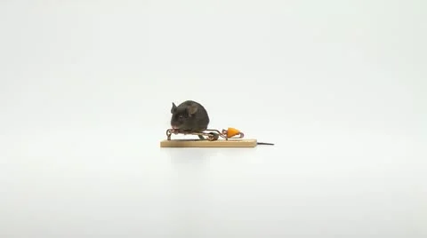 Mouse on mouse trap. Stock-Footage 22113218