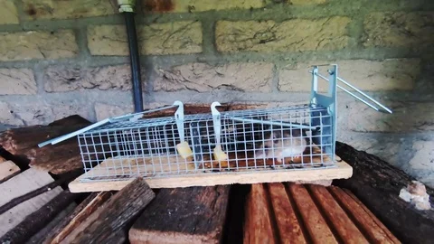 Mouse in mousetrap in the garden Stock Footage 105150729