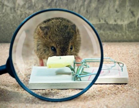 Mouse before mousetrap 스톡 사진