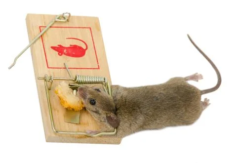 The mouse in a mousetrap Stock Photos