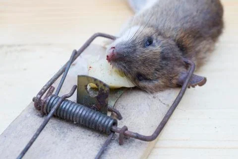 Mouse in a mousetrap Stock Photos