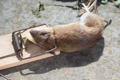 Mouse in a mousetrap Stock Photos