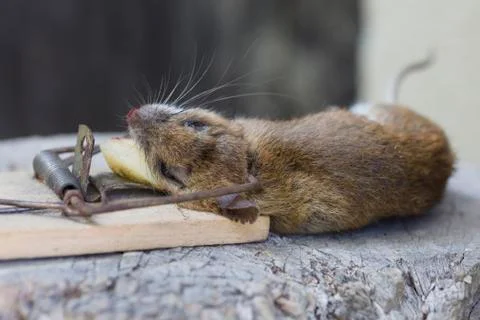Mouse in a mousetrap Stock Photos