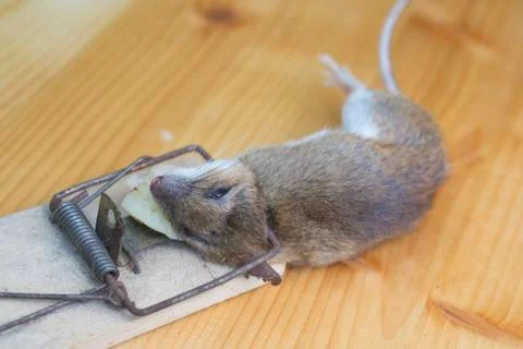 Mouse in a mousetrap Stock Photos
