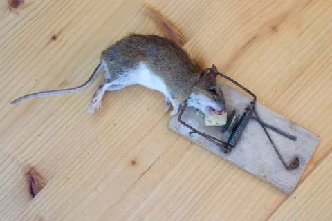 Mouse in a mousetrap Stock Photos