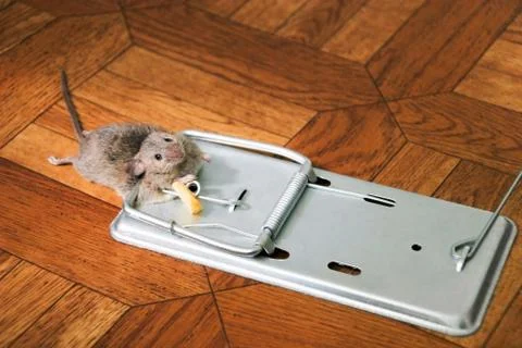 The mouse in a mousetrap Stock Photos