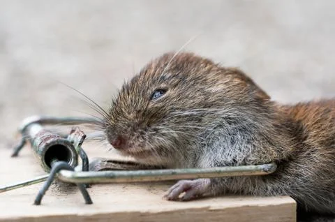 Mouse in mousetrap Stock Photos
