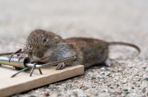 Mouse in mousetrap Stock Photos