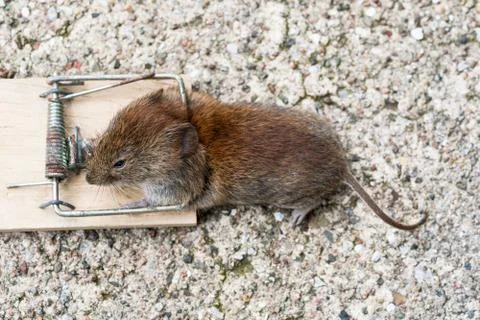 Mouse in mousetrap Stock Photos