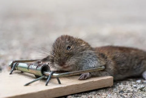 Mouse in mousetrap Stock Photos