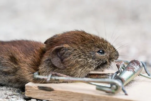 Mouse in mousetrap Stock Photos