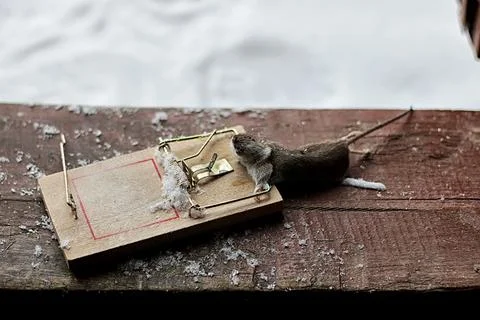Mouse in a mousetrap Stock Photos