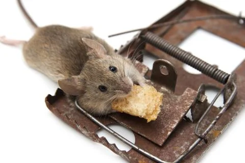 Mouse in a mousetrap on a white background Stock Photos