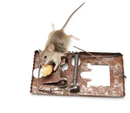 Mouse in a mousetrap on a white background Stock Photos