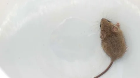 Mouse is moving on a white background Video stock 76046073