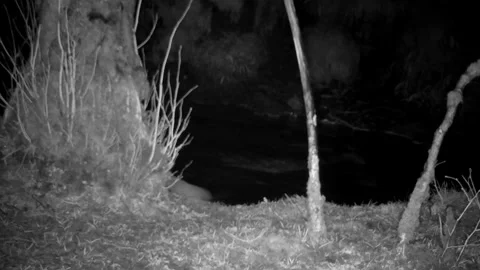 Mouse narrowly escapes being a Pine Martens Supper. Isle of Skye Stock Footage 241340781