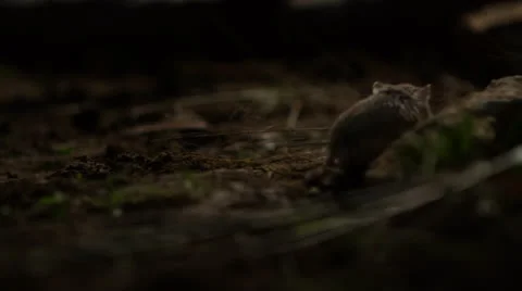 Mouse in Nature Stock Footage 24452202