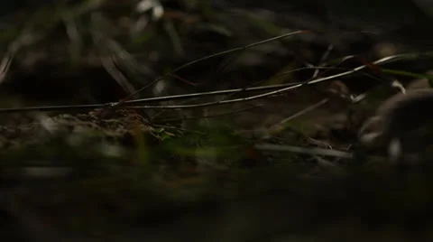 Mouse in Nature passing infront of the camera Stock Footage 24451766