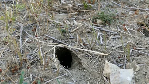 Mouse nest hole in the field 스톡 동영상 113887460
