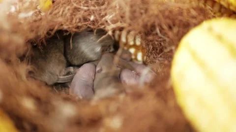 Mouse nest with mouse cubs. Maize pests. Invasion of mice. nest in the corn cob Stock Footage 145780308