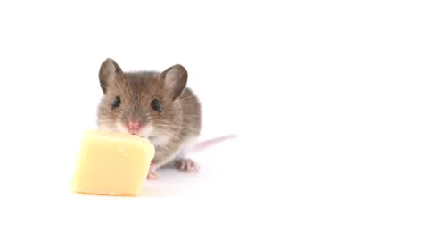 Mouse nibbling  cheese Stock Footage 23415045