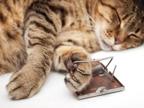 Mouse nightmare Stock Photos