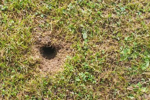 Mouse or vole hole in the spring  lawn, lawn cultivation problem Stock Photos