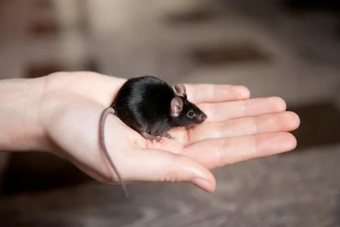 Mouse on the palm. Hand mouse sitting on a hand. Stock Photos