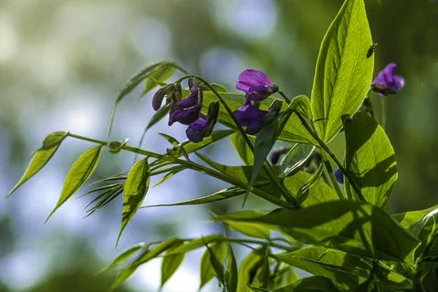 Mouse peas in backlight Foto stock
