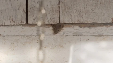 Mouse pest in house looking around for food 動画素材 107966852