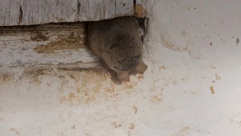 Mouse pest in house looking around and jumping down a wall Stock Footage 107967531