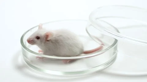 Mouse in a Petri dish for research. Concept - drug testing, vaccine development Video stock 99051143