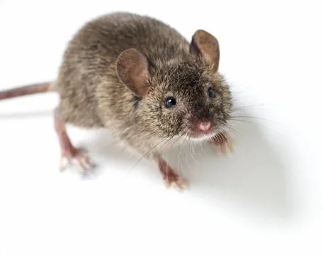 Mouse Stock Photos
