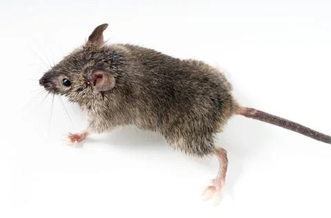 Mouse Stock Photos