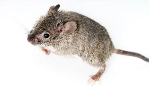 Mouse Stock Photos