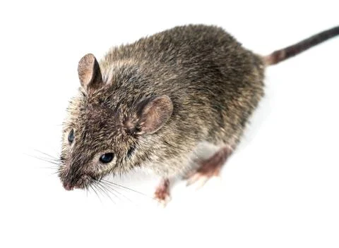 Mouse Foto stock
