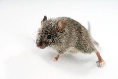 Mouse Stock Photos