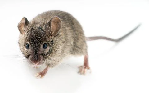 Mouse Stock Photos
