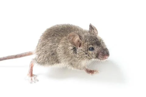 Mouse Foto stock