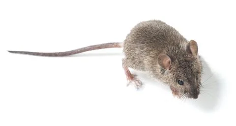 Mouse Stock Photos