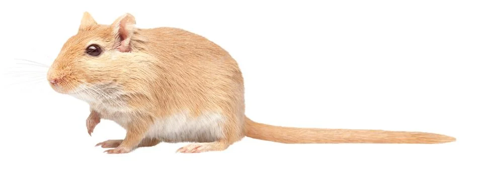 Mouse Stock Photos