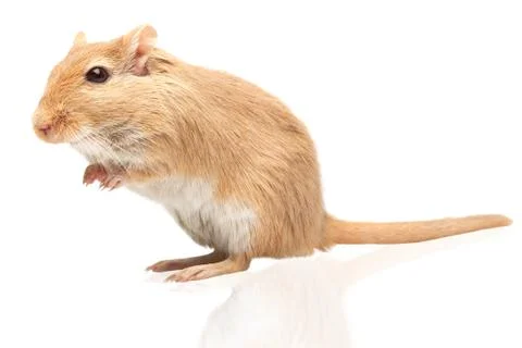 Mouse Stock Photos
