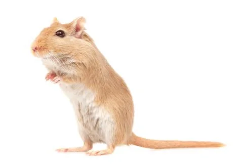The mouse Stock Photos