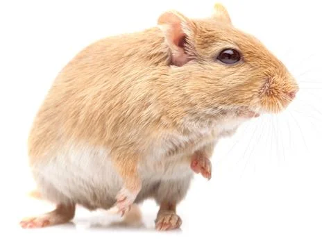 The mouse Stock Photos