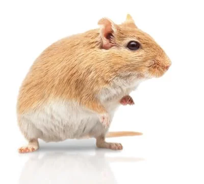 The mouse Stock Photos