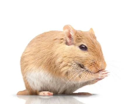 The mouse Stock Photos