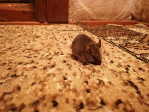 Mouse Foto stock