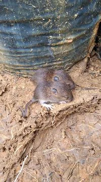 Mouse 写真素材