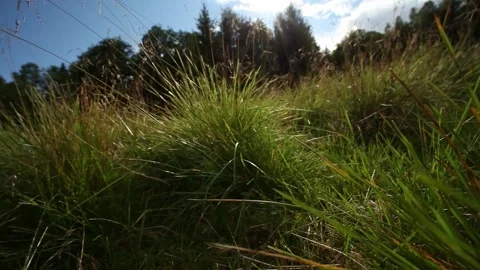 Mouse point of view: moving through a green pasture in summer Stock Footage 138654623